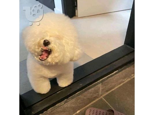 Πωλούνται κουτάβια ζωφόρου Bichon